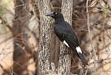 Pied Currawong